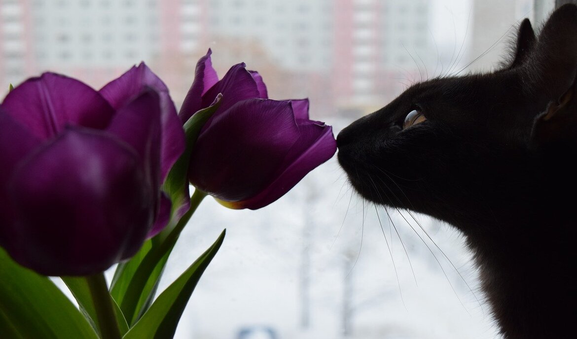 Bachin kukat kissoille - hyödyllisiä vai ei?